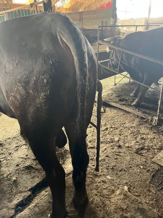 Срочно продаются бычки