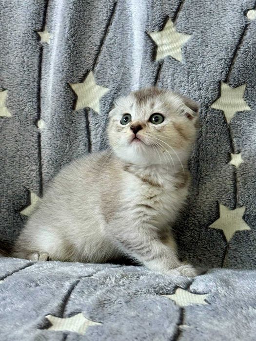 шиншилла серебро вислоушка