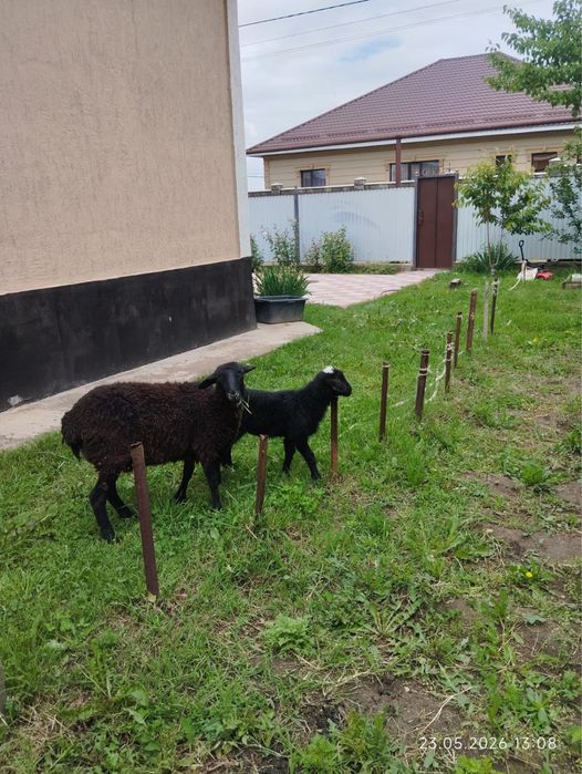 Продам овцу и ягненок
