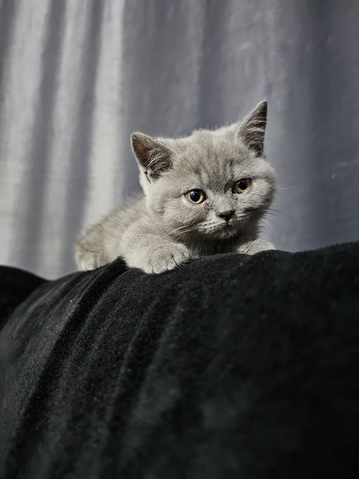 British shorthair blue