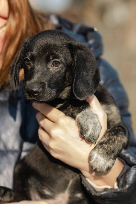 Щенок в добрые руки