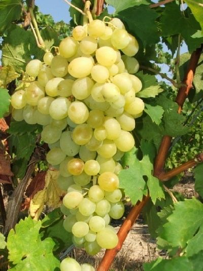 Vita de vie nobila an 3