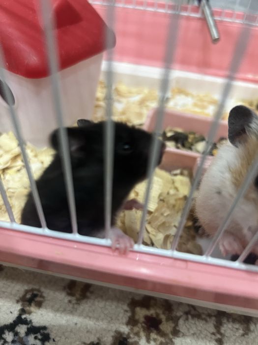 Продам молодых хомяков