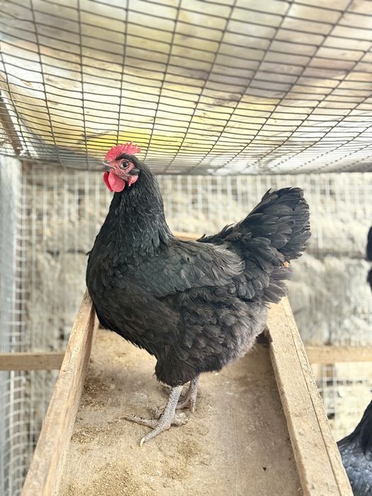 Qora shahzoda malikalari bilan foto sesada