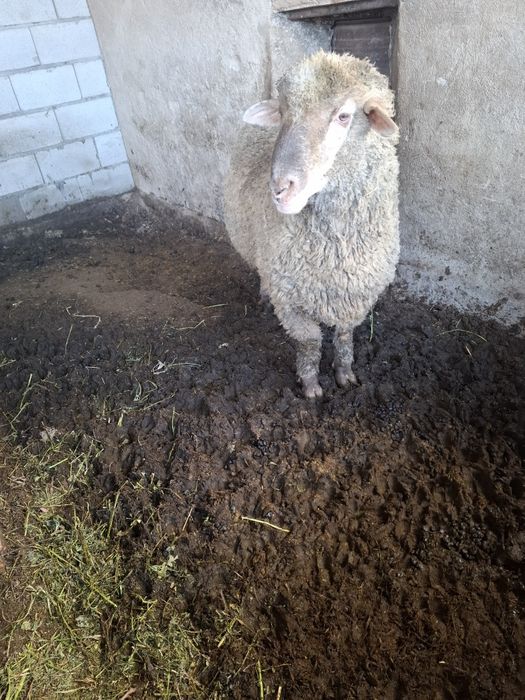 Семіз қошқар сатылады