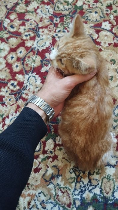 Tekinga mushuk bolasi beriladi!