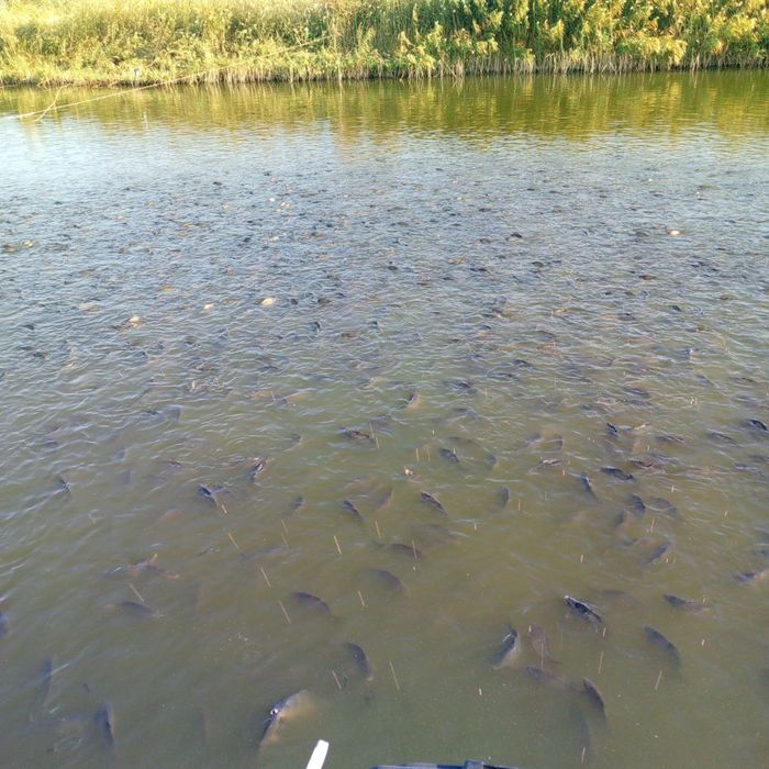 Корм Haida 555 для карпов – быстрый рост и качество напрямую с завода