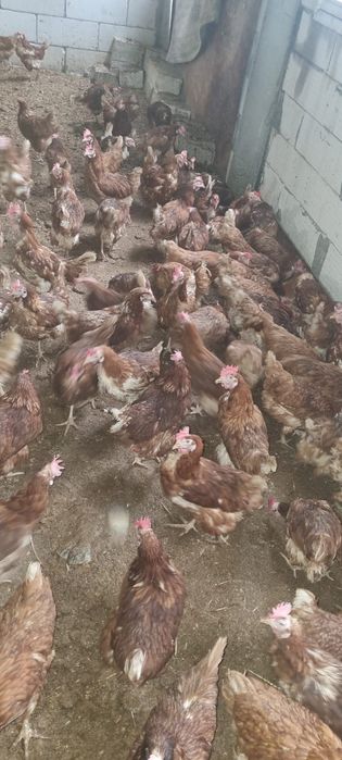 Vând găini tinere la sol - Livrare la domiciliu inclusă