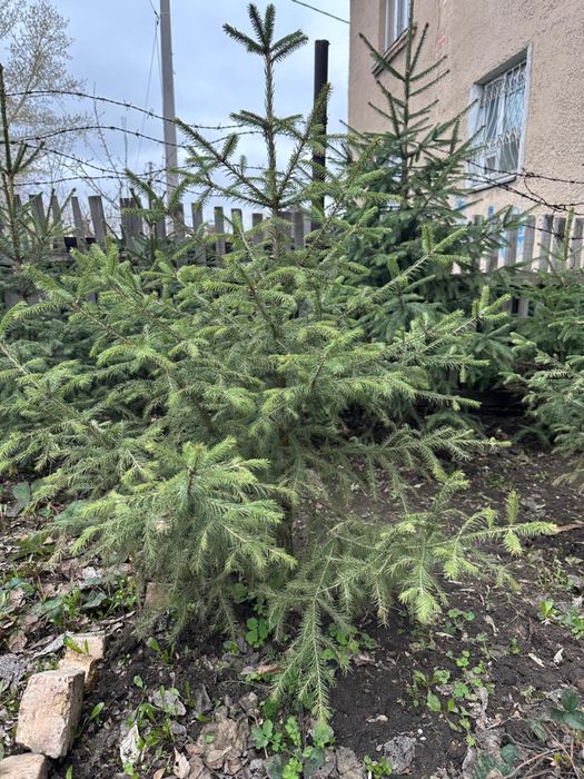 Продаем боровские ели