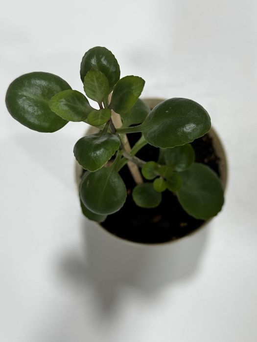 Комнатные растение продам