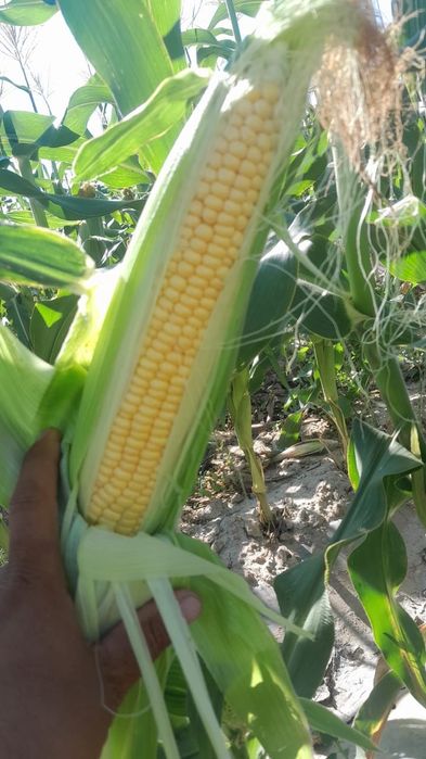 Жугеры кукыруз полядан