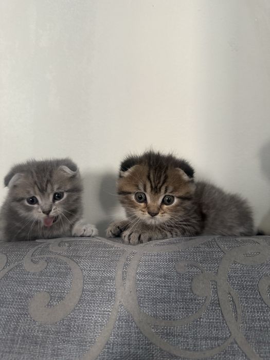 Шотландские вислоухие