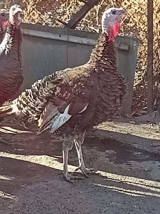 Продам   самец   индюка