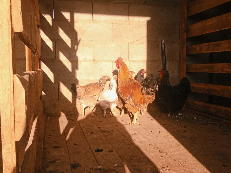 тауық сатылады.                      .