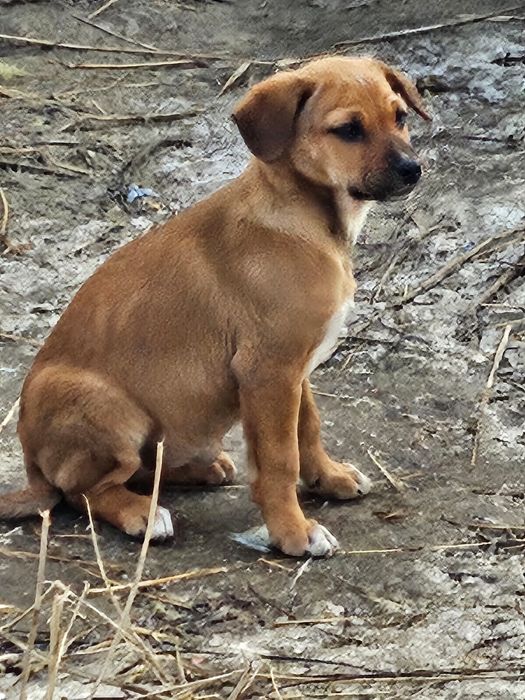 Малыш  щенок , мама спаниель