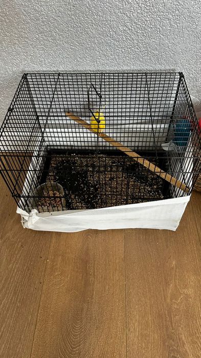 Продам  кенарья  самца поёт очень хорошо