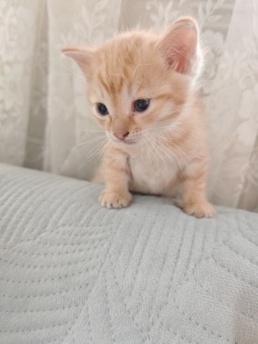 Отдам котят. В добрые руки
