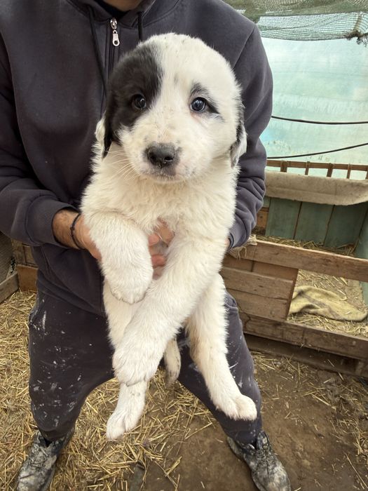 Ciobanesc de bucovina