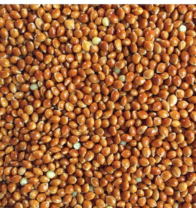 Просо красное уражай 2024