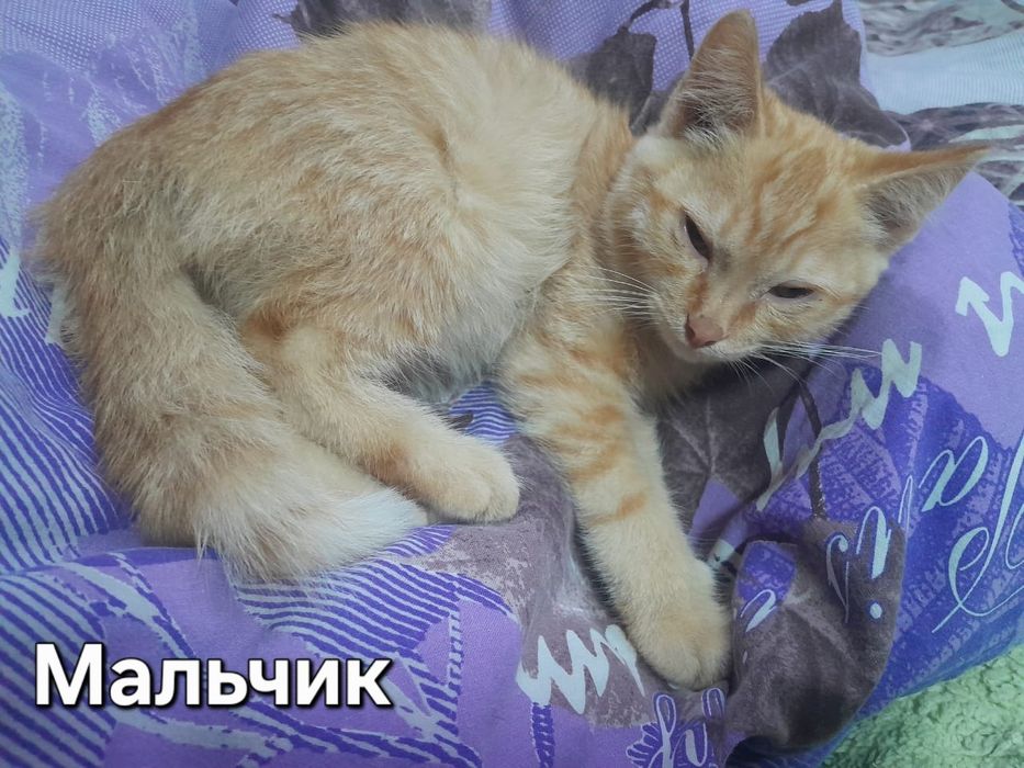 Отдам котят      .