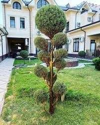 Dekorativ daraxtlarni parvarishlash xizmat