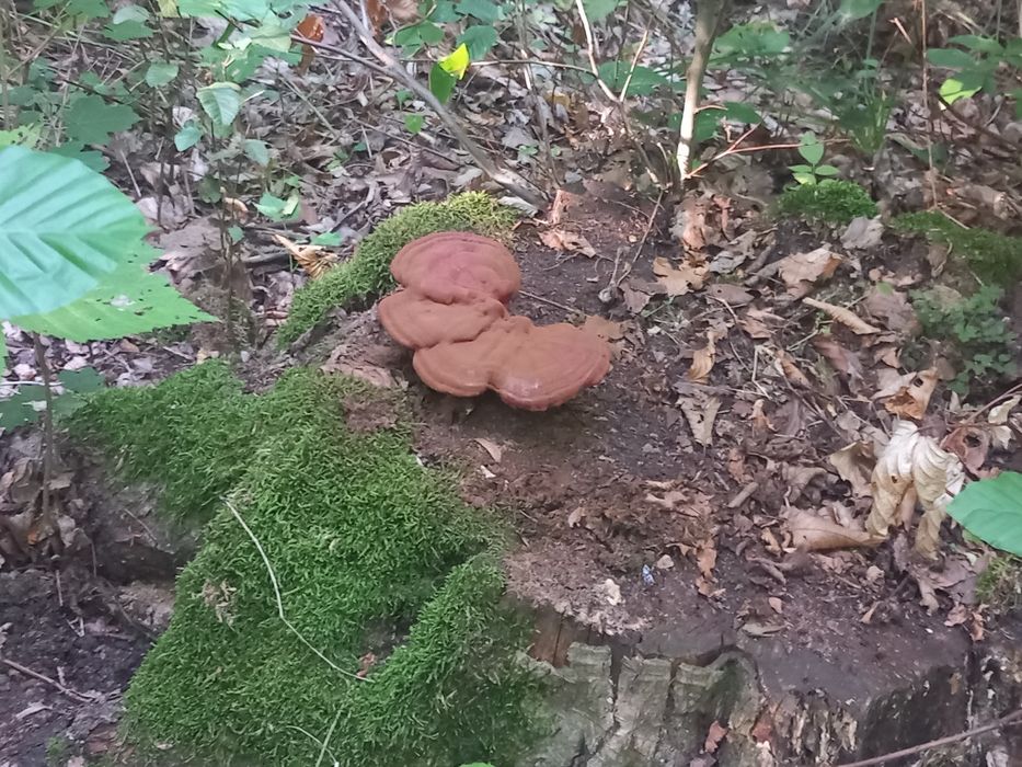 Ciuperci uscate ganoderma reishi