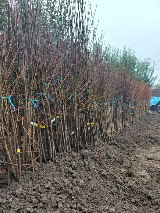 Pomi fructiferi de vanzare Aiud