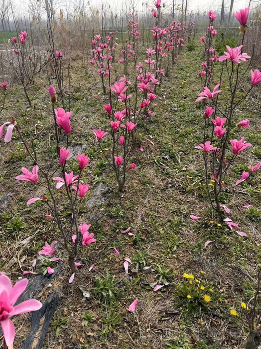 Магнолия листопадный оптом