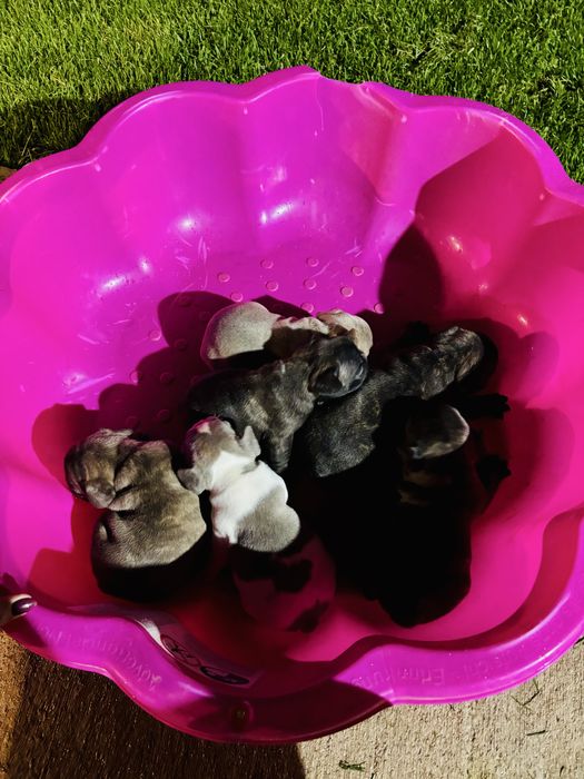 Френски булдог.