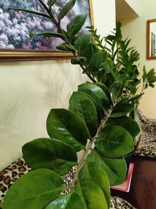 Денежное дерево, замиокулькас