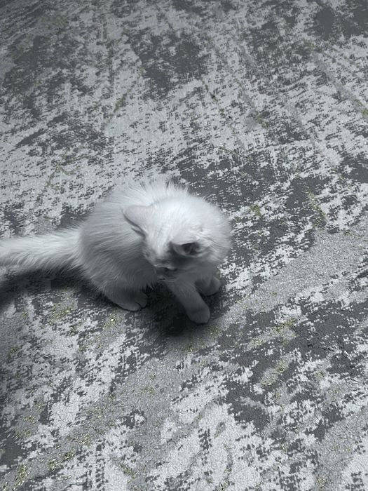 Котенок девочка нибелунг