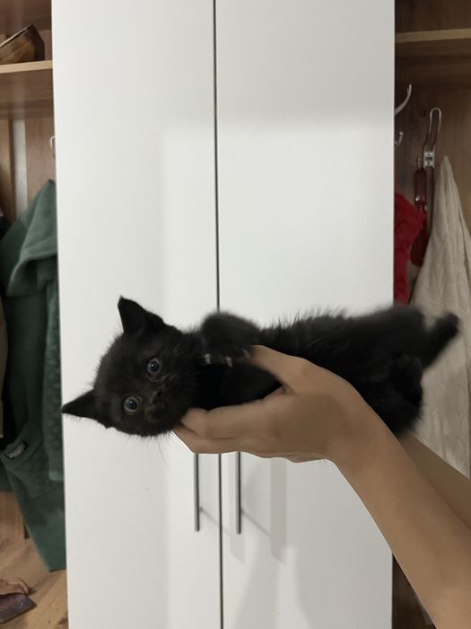 котенок в добрые руки