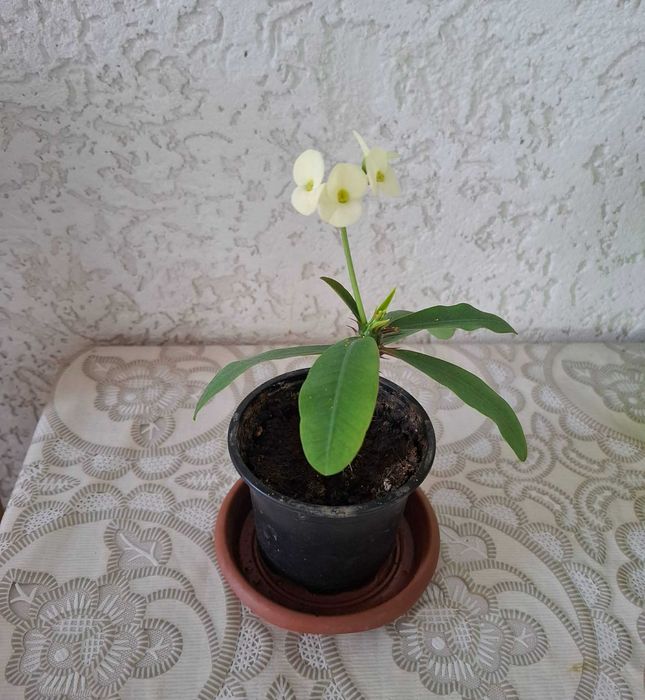 Стайно цвете Исусов Венец