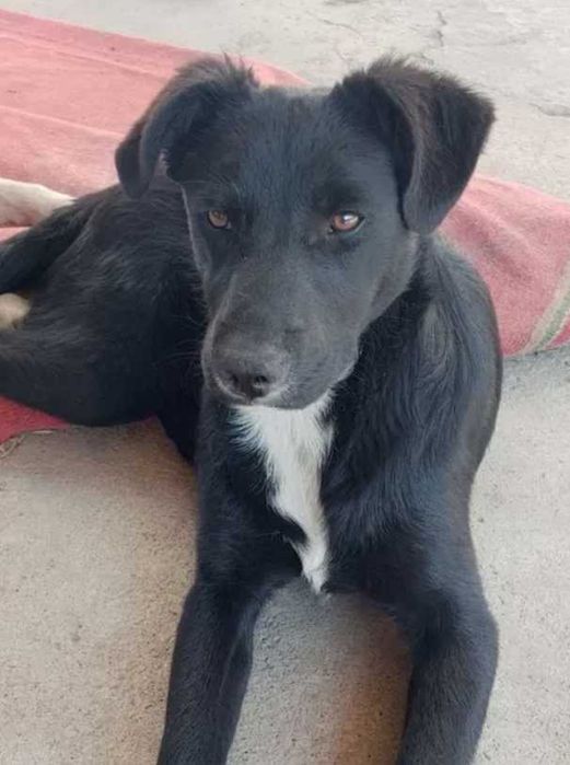 отдам щенка девочку крысоловку