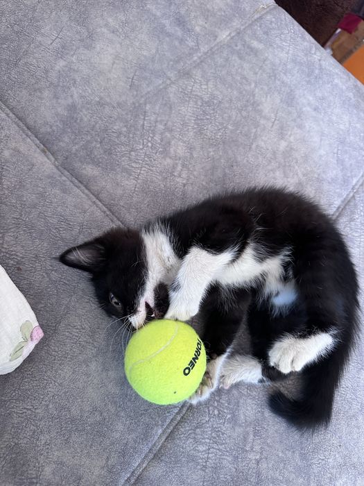 Котенок маленький