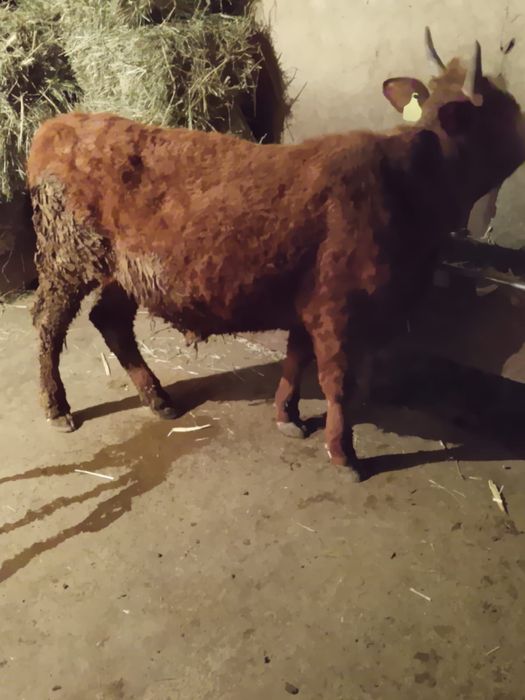 Продам          быка