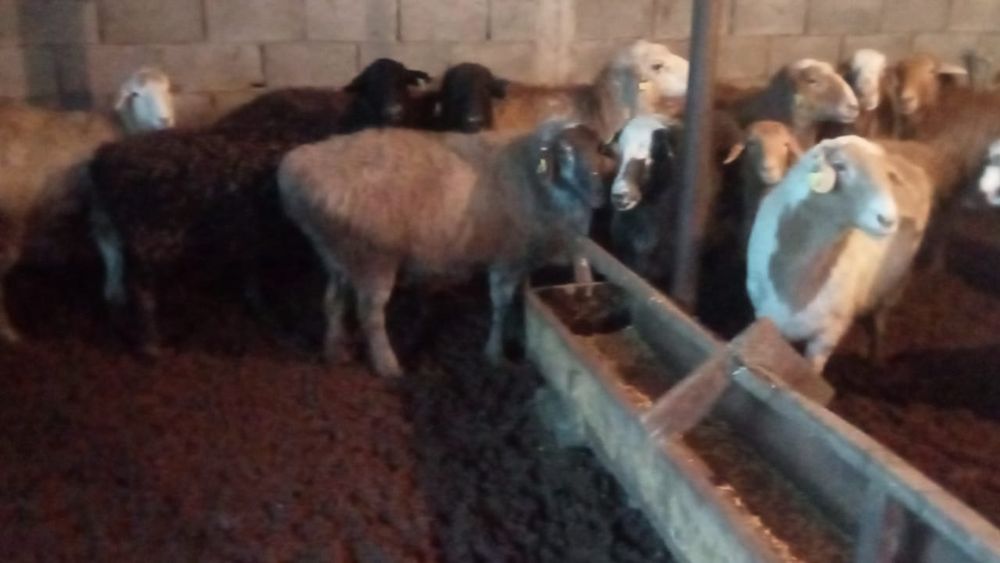 Қой сатылады. Продам баран.