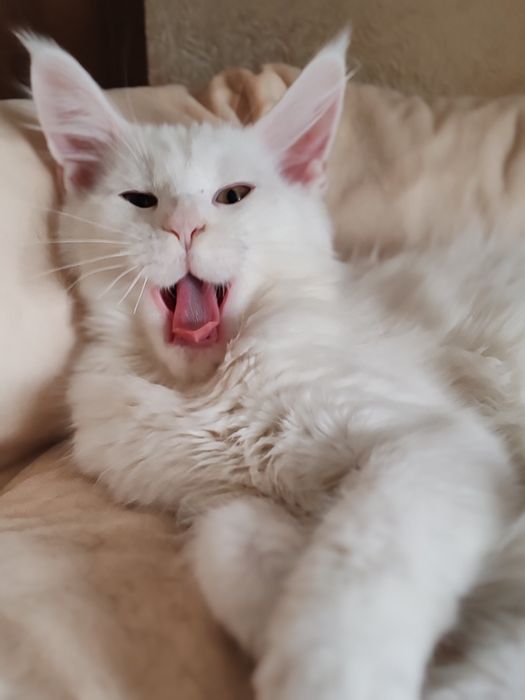 Мейн кун девочка 3 месяца.