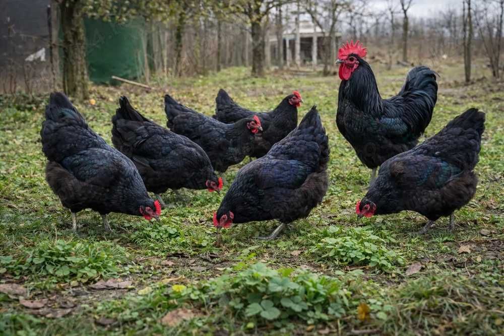 Vand Oua Australorp Negru si Albastru