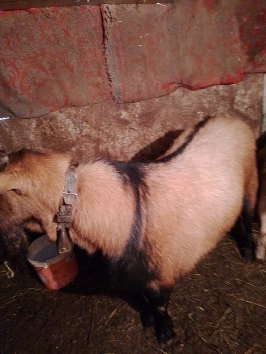 Vand tap alpin francez