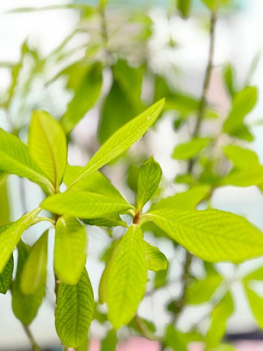 Цветы разнообразные