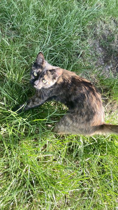 Кошка в добрые руки