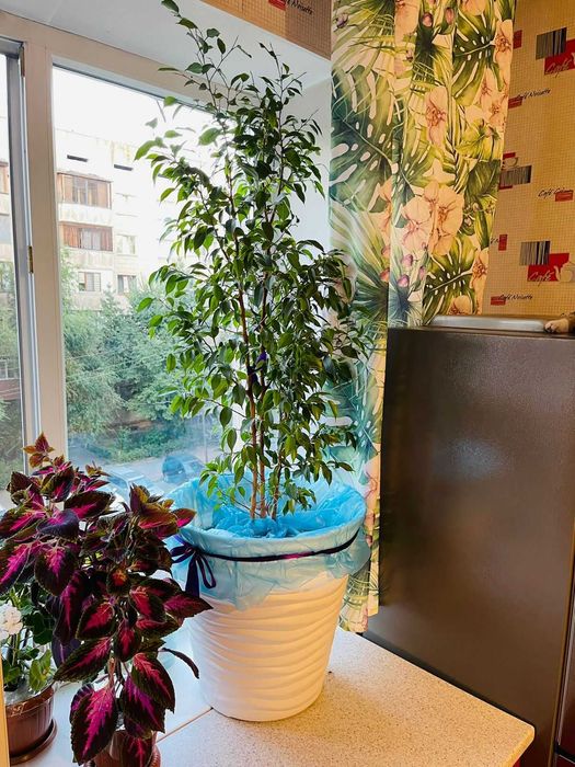 Фикус Бенджамина 153см в напольном горшке