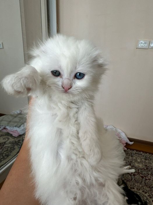 Вязка, читайте внимательно!