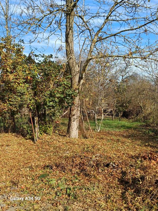 Vând copaci pe picior