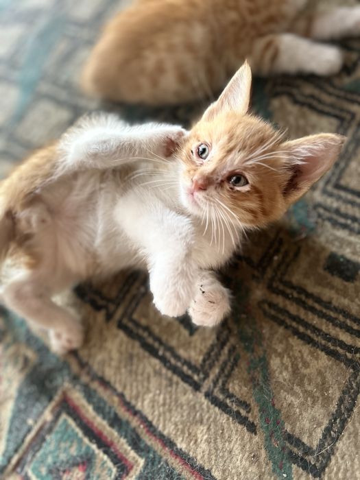 Котята в доьрые руки !!!