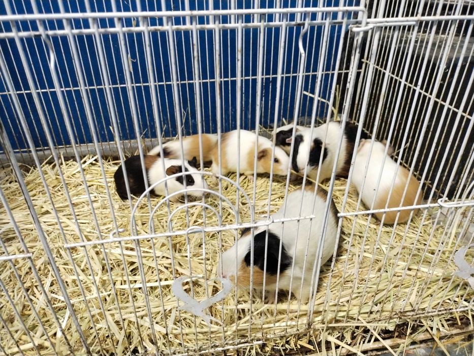 Морской свинкалар Соглом парвариш килинглар