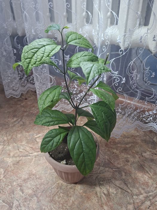 Продам комнатные цветы