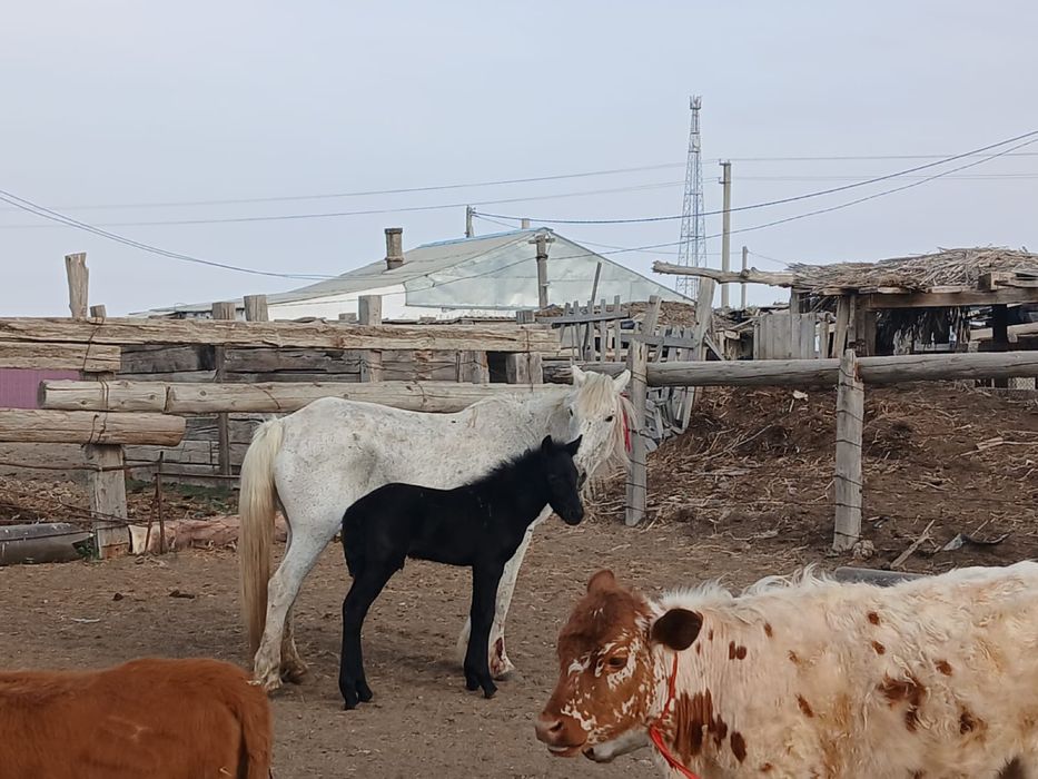 Құлынды бие сатылады