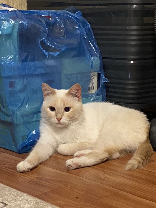 Отдам в добрые руки!